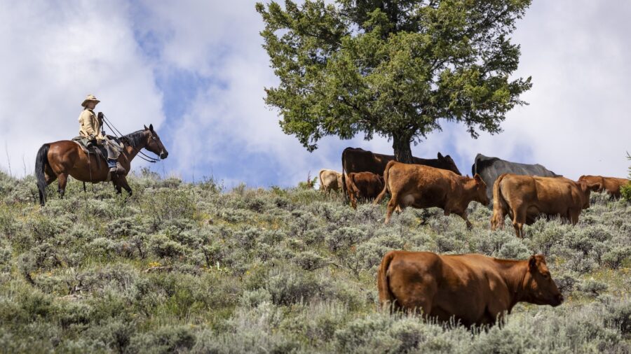 Barbara East is an artist and a range rider. She currently manages the grazing permits for Trampe Ranch in the Gunnison Basin in Colorado. Photography by Andria Hautamaki