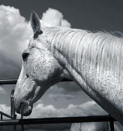 black and white image of the side profile of a horse