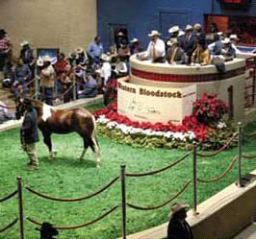 horse auctions