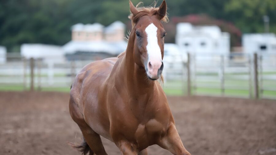 Horse running. Photo by Tammy Sronce
