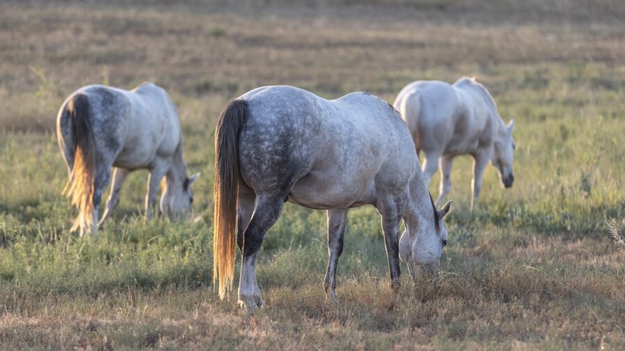 photo of horses in a field on the pitchfork ranch. Photo by Tammy Sronce
