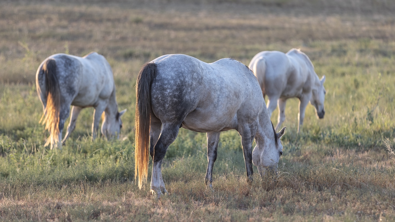 photo of horses in a field on the pitchfork ranch. Photo by Tammy Sronce