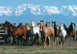 group of horses