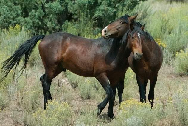 Active Image