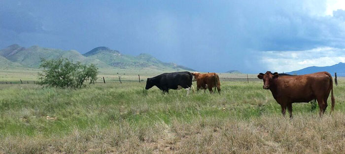 Beefcows