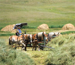 Haythorn Horses