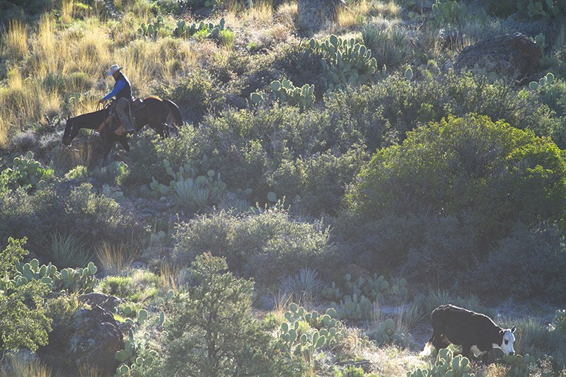 horseman moves down ridge to trail cow