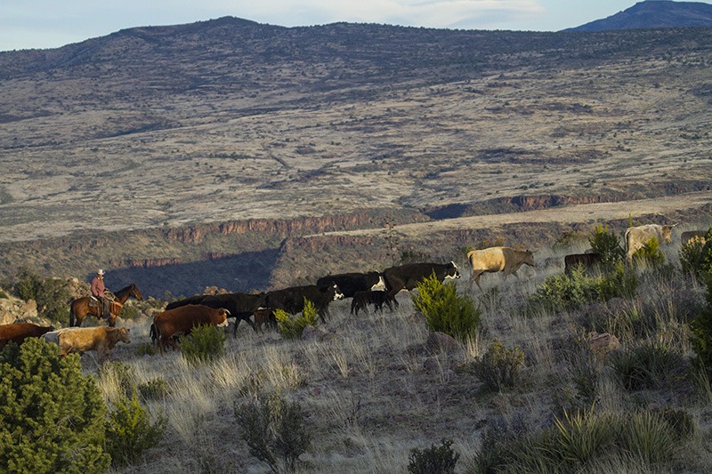 Cows trailing through rugged country.