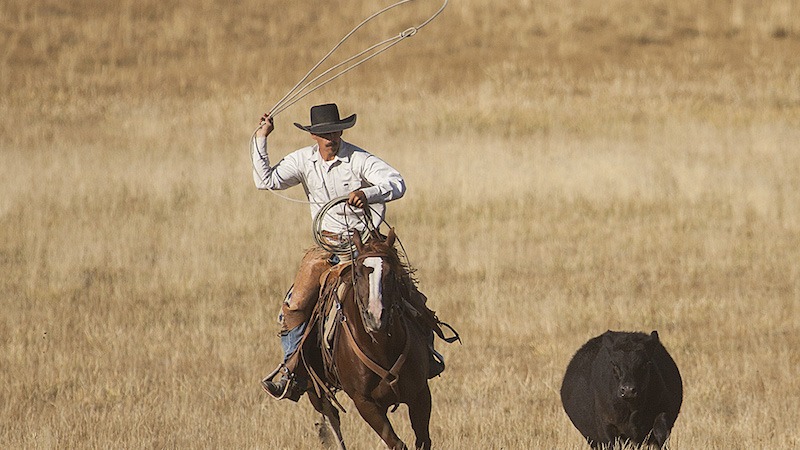 Nick Dowers ropes cow