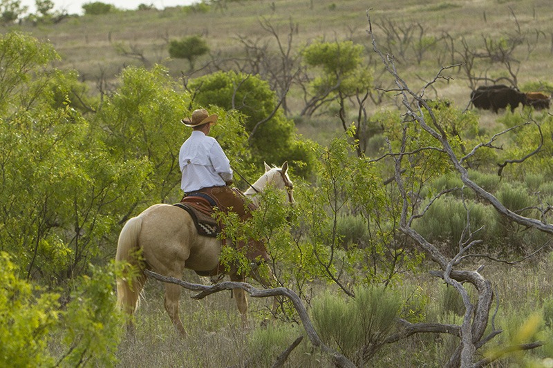 Horse walking through brush.
