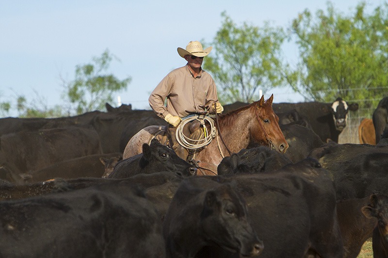 Cowboy sorts through cattle herd