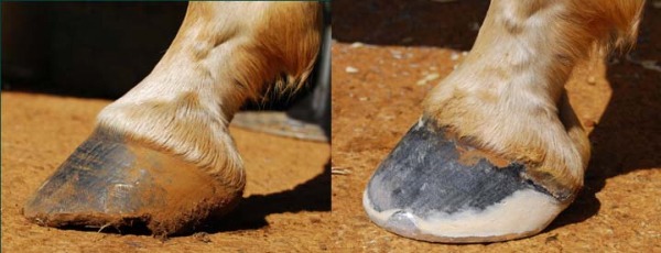 Hoof Care
