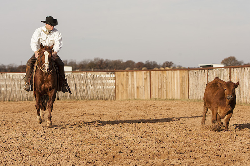 Calf and horse coming towards camera