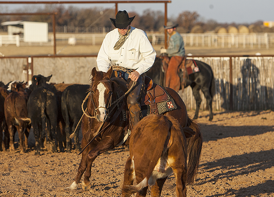 Kory Pounds horse steering cow while developing cow sense