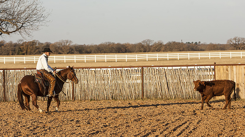 Kory Pounds working a cow horseback
