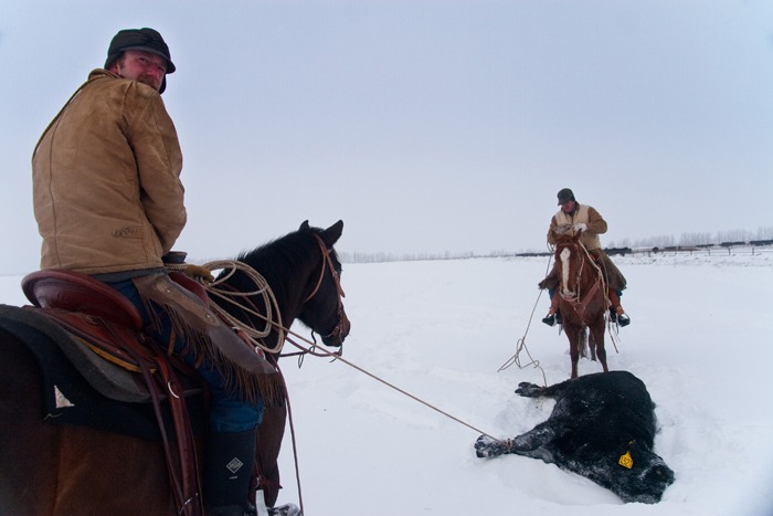 Matt Gravely (left) and Sweeney doctor a cow last winter.