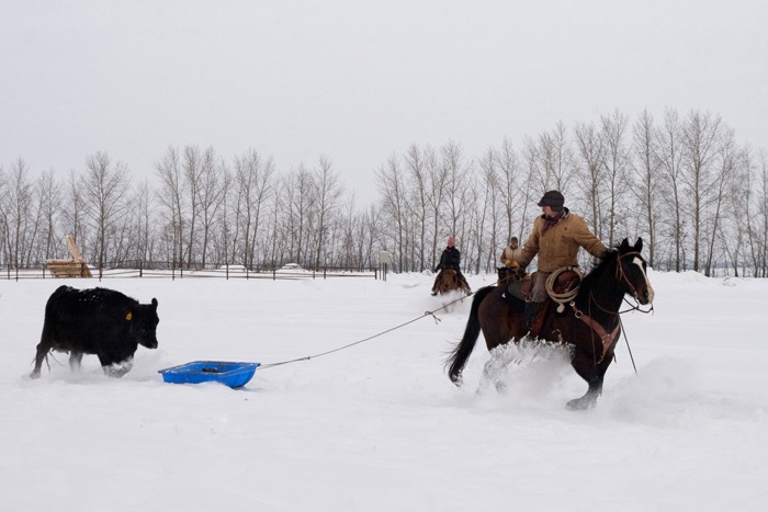 Using a small sled, Gravely drags a newborn toward the warmer calving barn.