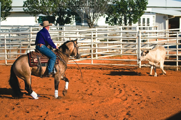 Working like a cutting horse—taking the cow down the fence, stopping parallel and then turning in unison—is the first step McLaughlin takes toward the higher-level working cow horse maneuvers. Jay McLaughlin