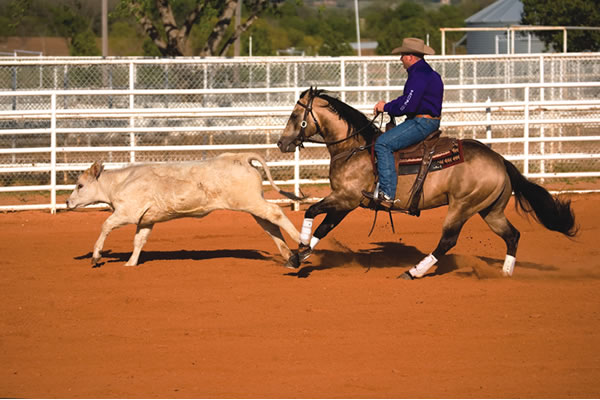 Jay McLaughlin's slow approach to starting horses on cattle enables them to perform better in the arena. Jay McLaughlin