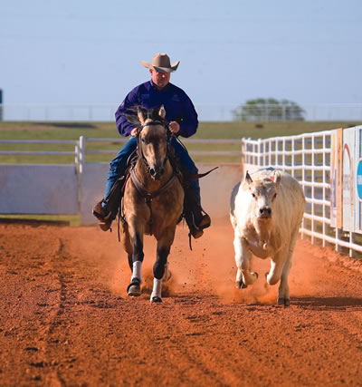 Prior to taking a cow down the fence, McLaughlin teaches rate, where the horse stays in position with the cow at all speeds. By the time he begins training for this maneuver, the horse has learned to read a cow and can anticipate its actions. Jay McLaughlin