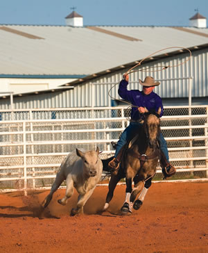 Roping can help the horse learn that proper body position and rate are necessary to stop the steer. McLaughlin changes up training by incorporating roping to refocus the horse on the cow. Jay McLaughlin