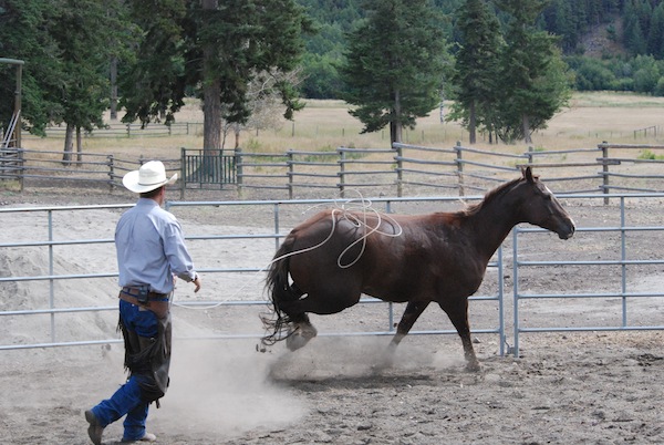 In the round pen