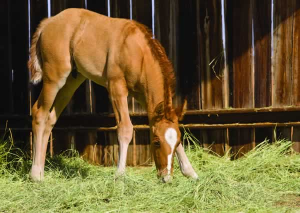 New Foal New Foal