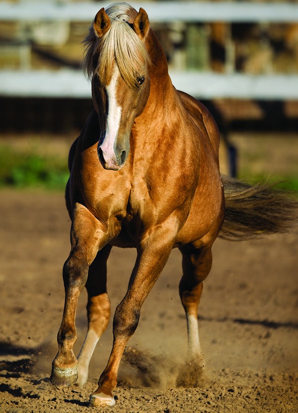 At 25 years old, Frenchmans Guy remains at the top of the barrel racing industry's sire charts, and continues to sire top-notch athletes.