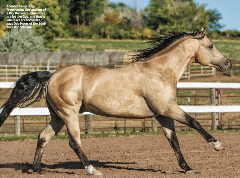 A Smooth Guy is by Frenchmans Guy and out of a Dry Doc mare.