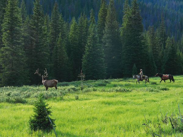 Three for the Trail