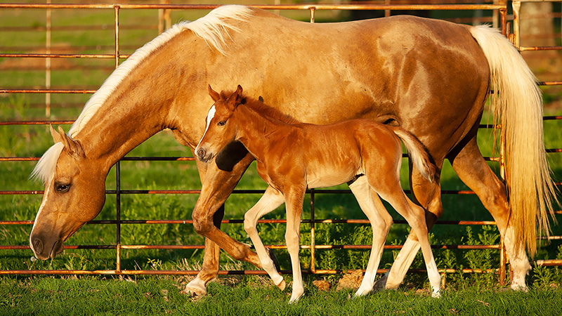 palomino mare and foal