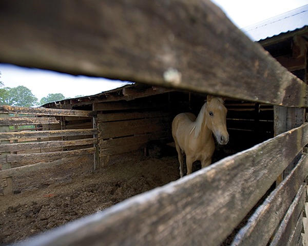 Horse Colic