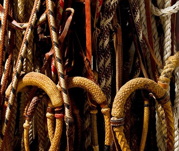 The Art of Hackamore Training