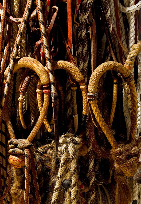 The Art of Hackamore Training