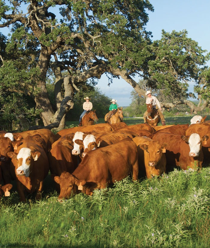 Brown Ranches