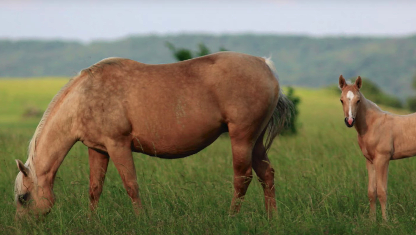 A Bar Ranch