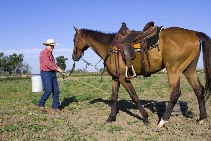 racetrack-to-ranch-horse