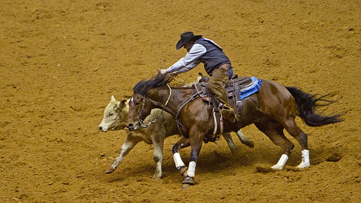 Quarter Horse Showdown