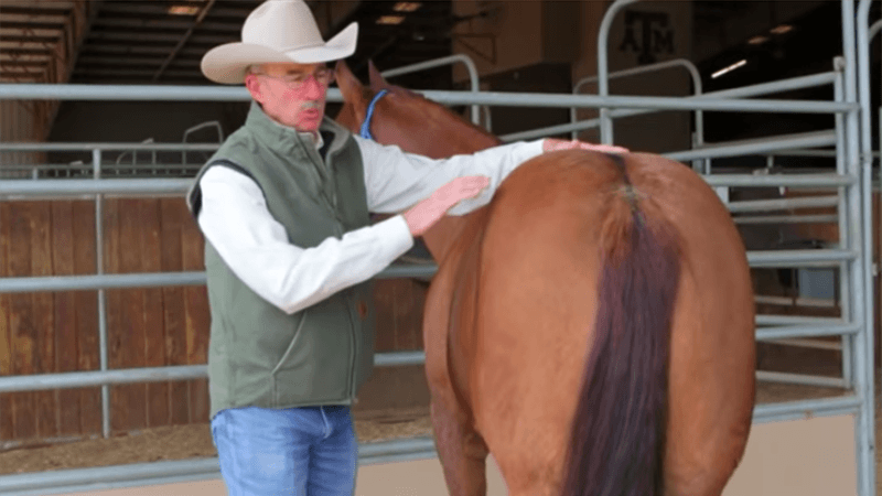 taking a horse's temperature