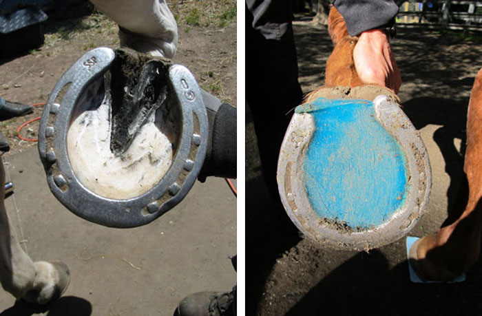 Vettec - Managing Thrush with Protection and Sole Support
