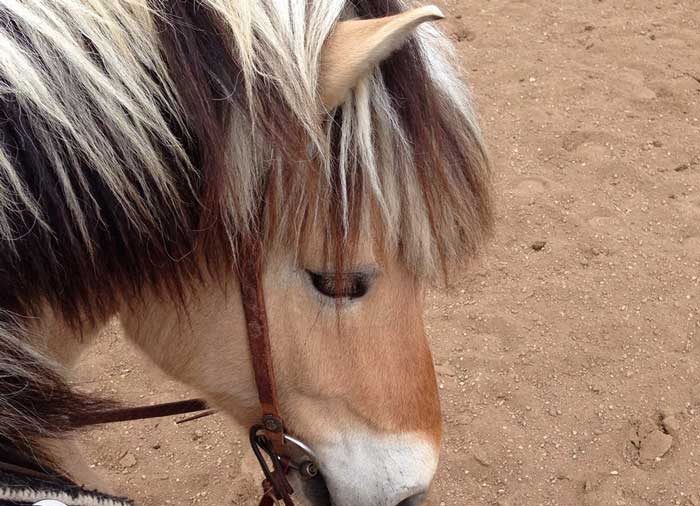 Freddie the Norwegian Fjord Horse noses his rider's boot at a Buster McLaury clinic.