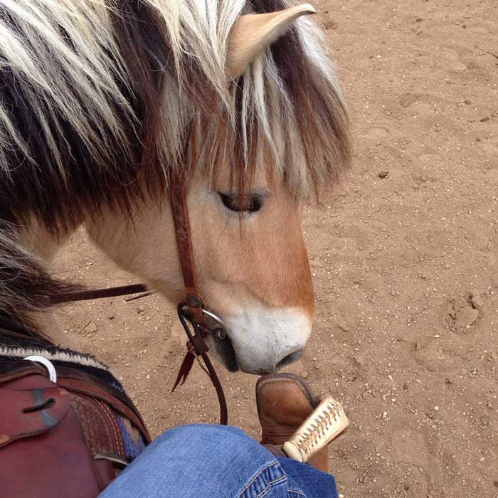 Freddie the Norwegian Fjord Horse noses his rider's boot at a Buster McLaury clinic.
