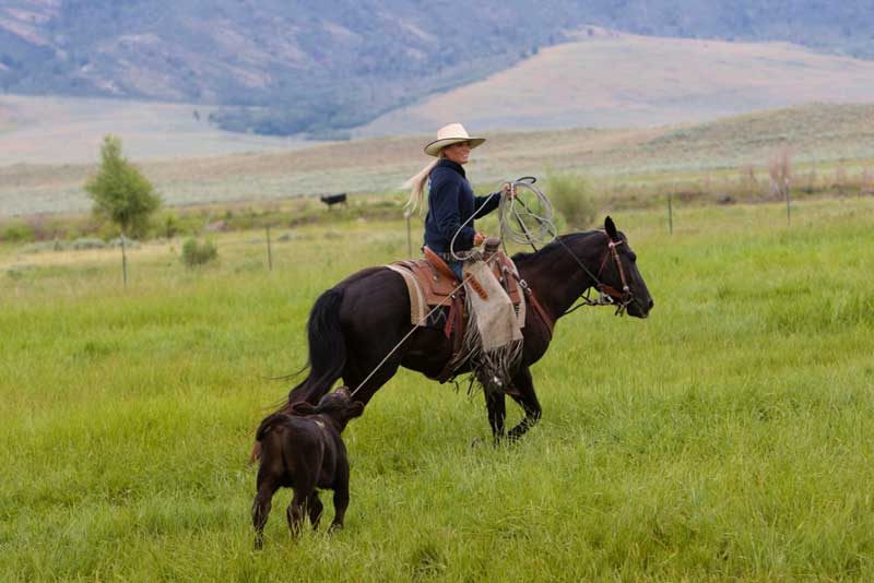 Performer Trinity Seely sets up a calf to be heeled at the TA Ranch branding.