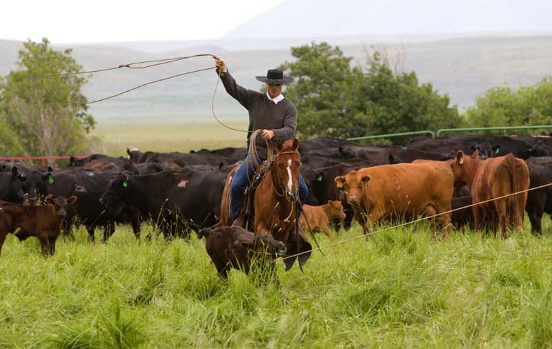 John Haskall, cowboss on the TA Ranch in Saratoga, Wyoming, at their 2015 branding.