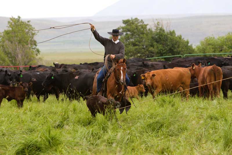 John Haskall, cowboss on the TA Ranch in Saratoga, Wyoming, at their 2015 branding.
