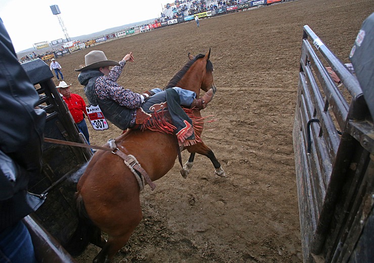 bareback coming out of the chutes