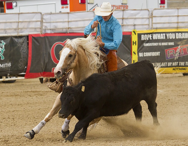 reined cow horse tracking cow