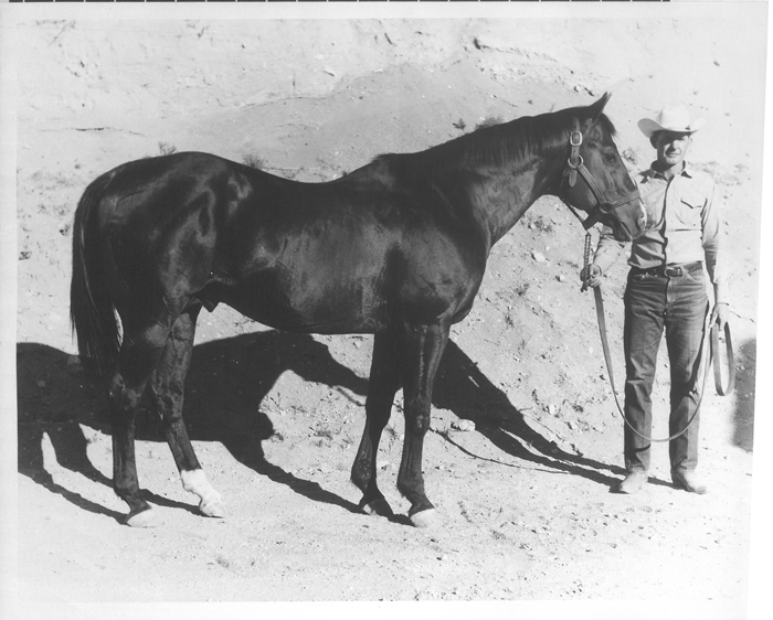 The narrative of Sid Vail and his famous horse, Three Bars, reads like a story book. The Thoroughbred stallion has left his mark.