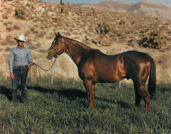 The narrative of Sid Vail and his famous horse, Three Bars, reads like a story book. The Thoroughbred stallion has left his mark.