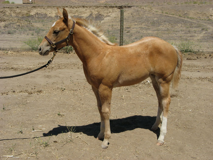 02 StylishLittleOak SanJuanRanch web
